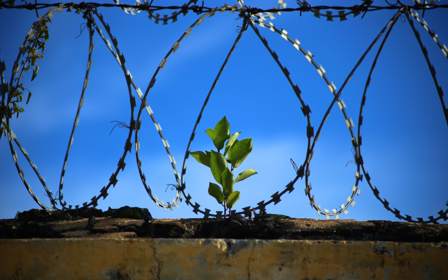 Vanglakaplanid on toetanud kinnipeetavaid teel ühiskonda nüüdseks sada aastat