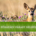 15. pühapäev pärast nelipüha