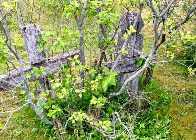 Peapiiskop Viilma juuniküüditamise 85. aastapäeval: inimesi küüditati selle eest, kes nad olid, mitte mida nad olid teinud