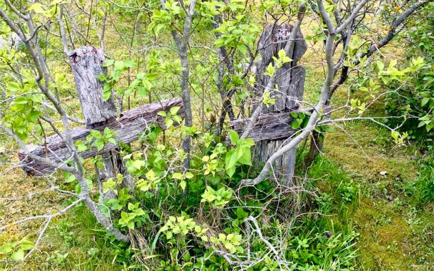 Peapiiskop Viilma juuniküüditamise 85. aastapäeval: inimesi küüditati selle eest, kes nad olid, mitte mida nad olid teinud